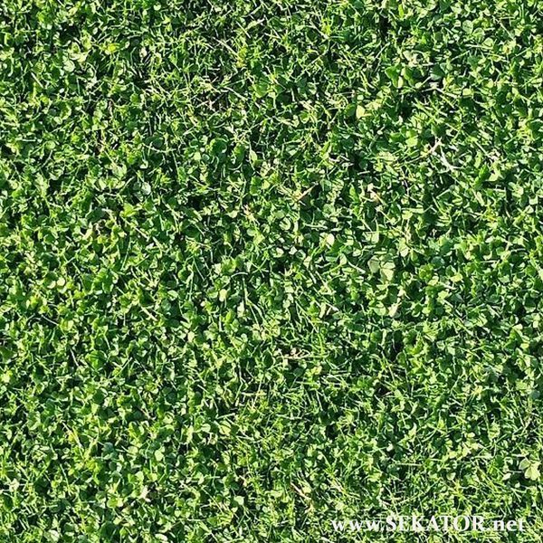 Мікроконюшина DLF Trifolium Pipolina/ Тріфоліум Піполіна (Данія) DLF Trifolium Pipolina фото