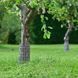 Бордюр Nortene для стовбурів дерев 36*18 см (Іспанія / Угорщина) TREE_TRUNK_GUARD фото 3