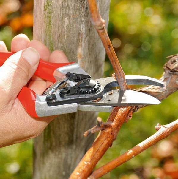 Набір: Секатор Felco / Фелко 8 + Кобура для секатора FELCO 910 Black (Швейцарія) Felco 8 + 910 фото