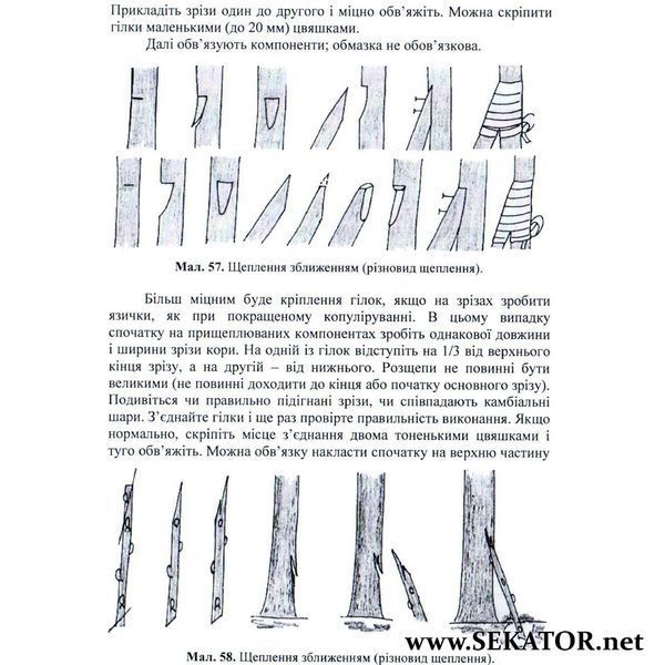 Щеплення плодових і декоративних порід АРТ0639 фото