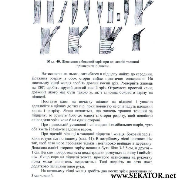 Щеплення плодових і декоративних порід АРТ0639 фото