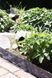 Декоративний парканчик GardenPlast Stone Palisade, 2,34 м (Польща) Антрацит Stone Palisade фото 1