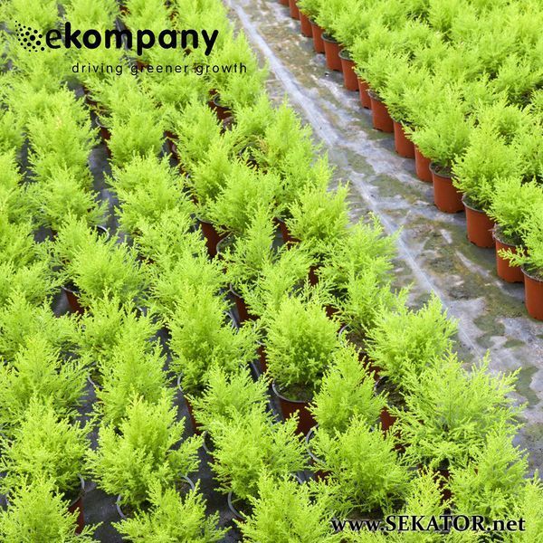 Добриво тривалої дії для контейнерних рослин Ekote Ornamentals Plus, 25 кг (Нідерланди) 3101FO фото