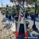 Сучкоріз обвідний Felco / Фелко 221-90 (Швейцарія) 221-90 фото 9