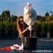 Чохли для захисту рослин Gardenlife / Гарденлайф "Рукав" 80*300 см АРТ0701 фото 3