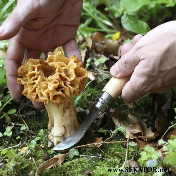 Ніж грибника Opinel №8 (для збирання грибів), 001252 (Франція) 001252 фото